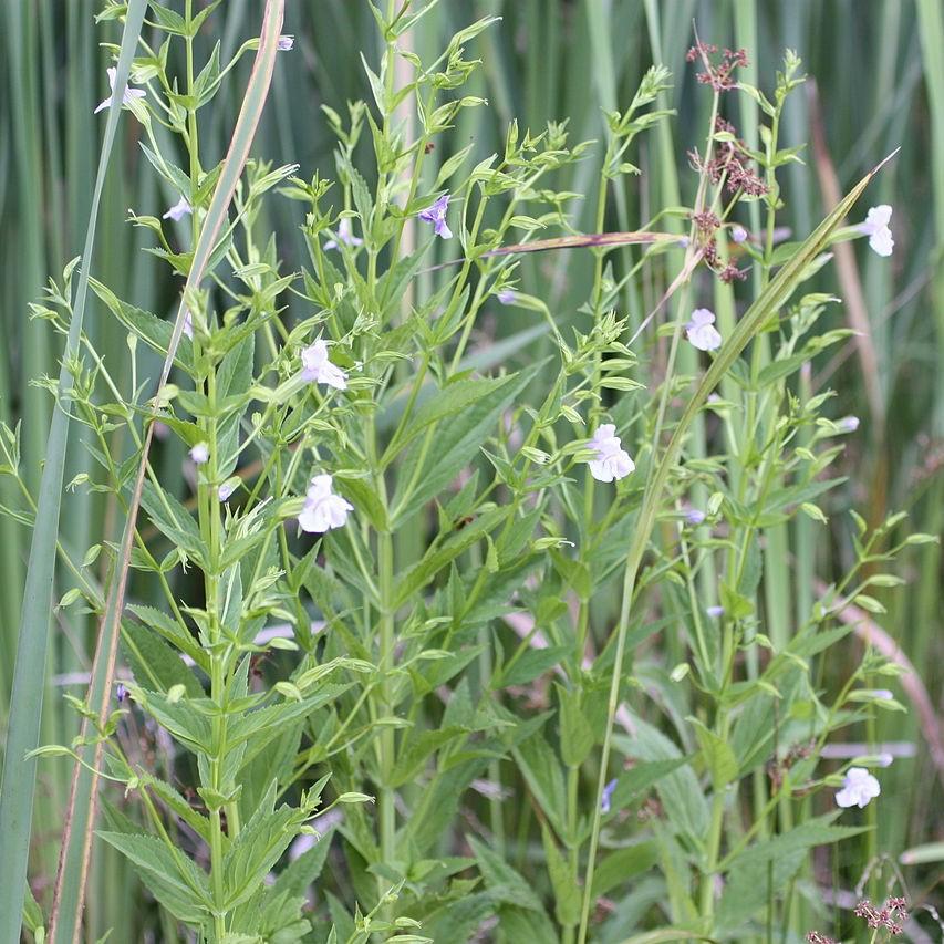 Mimulus ringens ~ Allegheny Monkey Flower-ServeScape