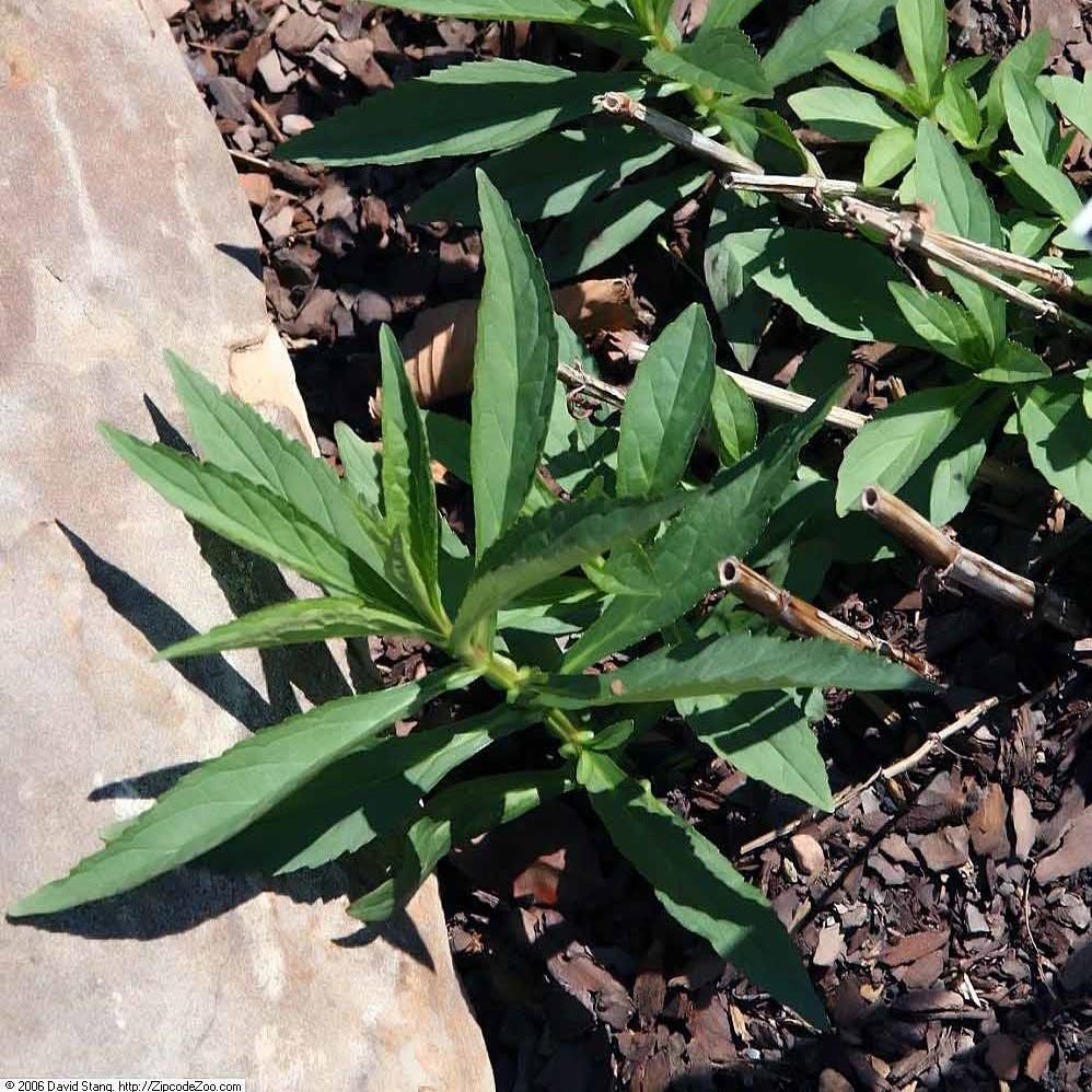 Mimulus ringens ~ Allegheny Monkey Flower-ServeScape