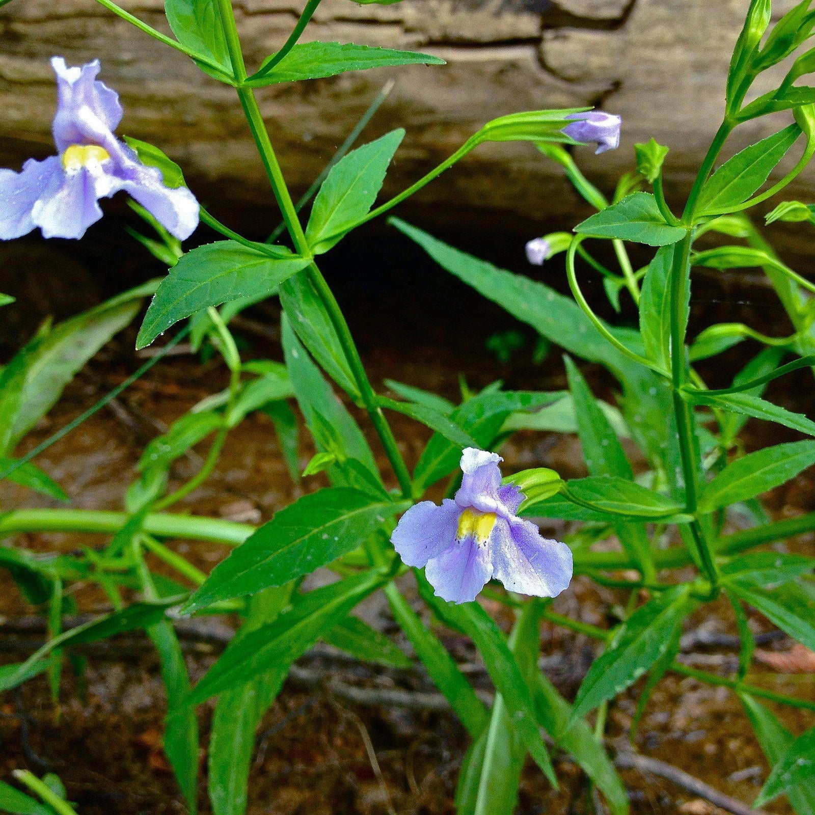Mimulus ringens ~ Allegheny Monkey Flower - Delivered By ServeScape