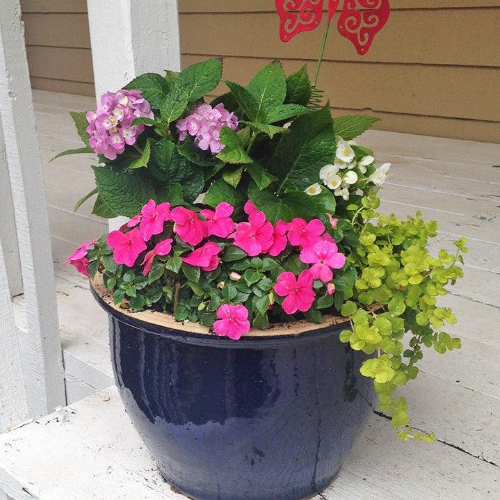 Hydrangea macrophylla 'Mini Penny' ~ Echo® Mini Penny Hydrangea-ServeScape