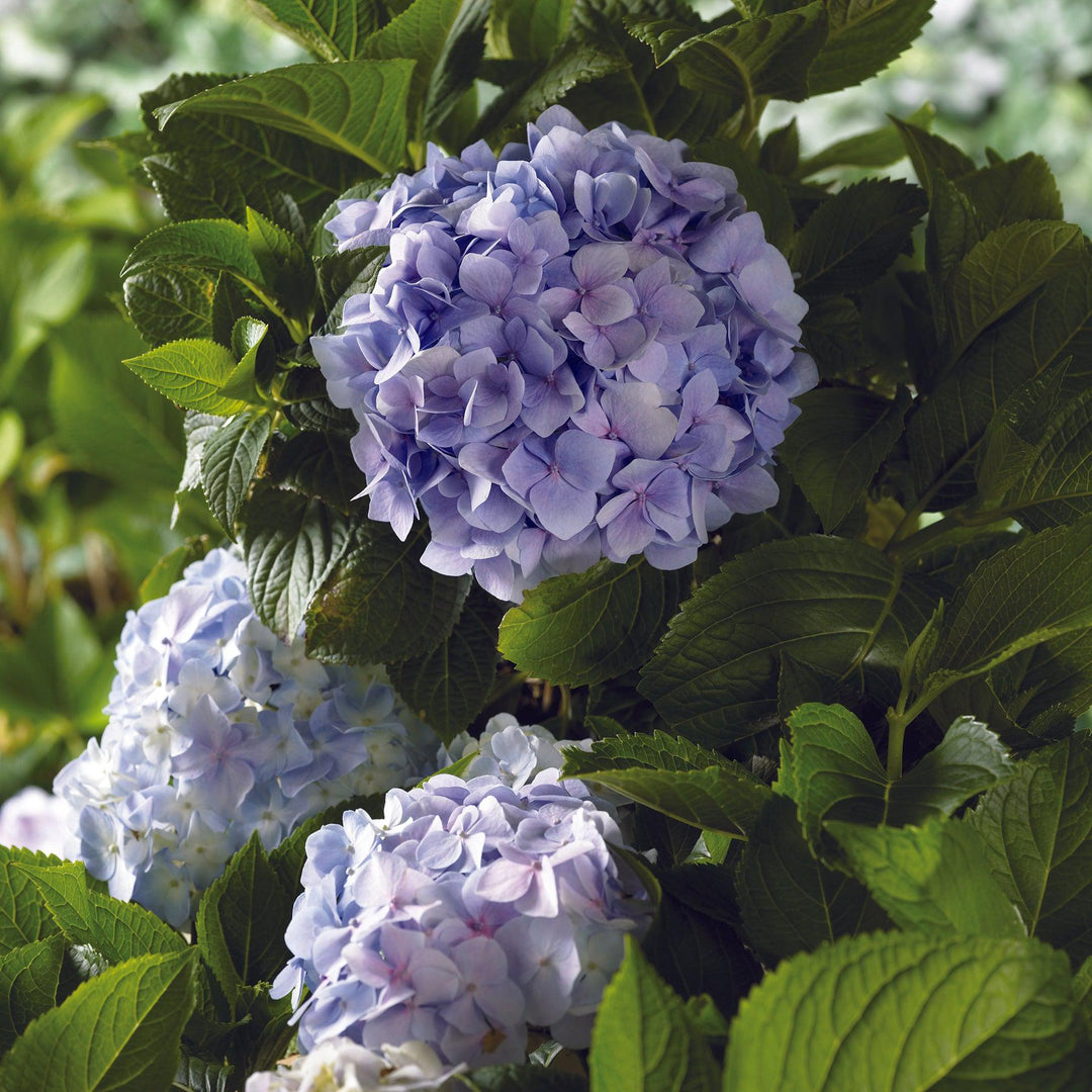 Hydrangea macrophylla 'Mini Penny' ~ Echo® Mini Penny Hydrangea-ServeScape