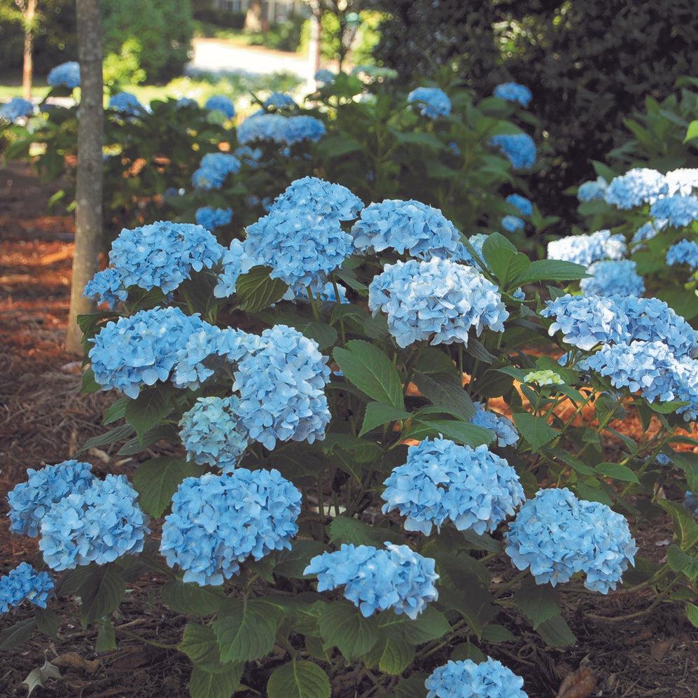 Hydrangea macrophylla 'Mini Penny' ~ Echo® Mini Penny Hydrangea-ServeScape