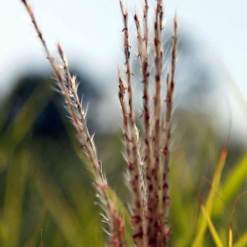 Miscanthus 'Purpurascens' ~ Purple Silver Grass - Delivered By ServeScape