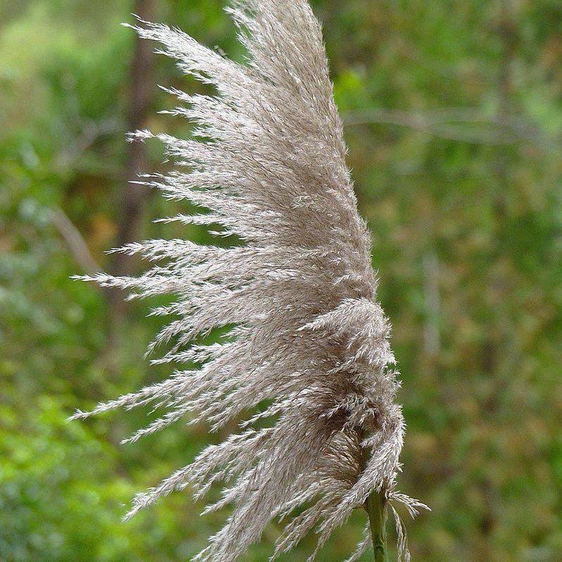 Miscanthus s. 'Silberfeder' ~ Silver Feather Grass - Delivered By ServeScape