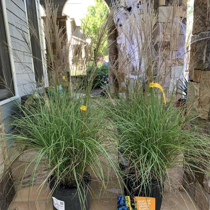 Miscanthus sinensis 'Adagio' ~ Adagio Maiden Grass-ServeScape