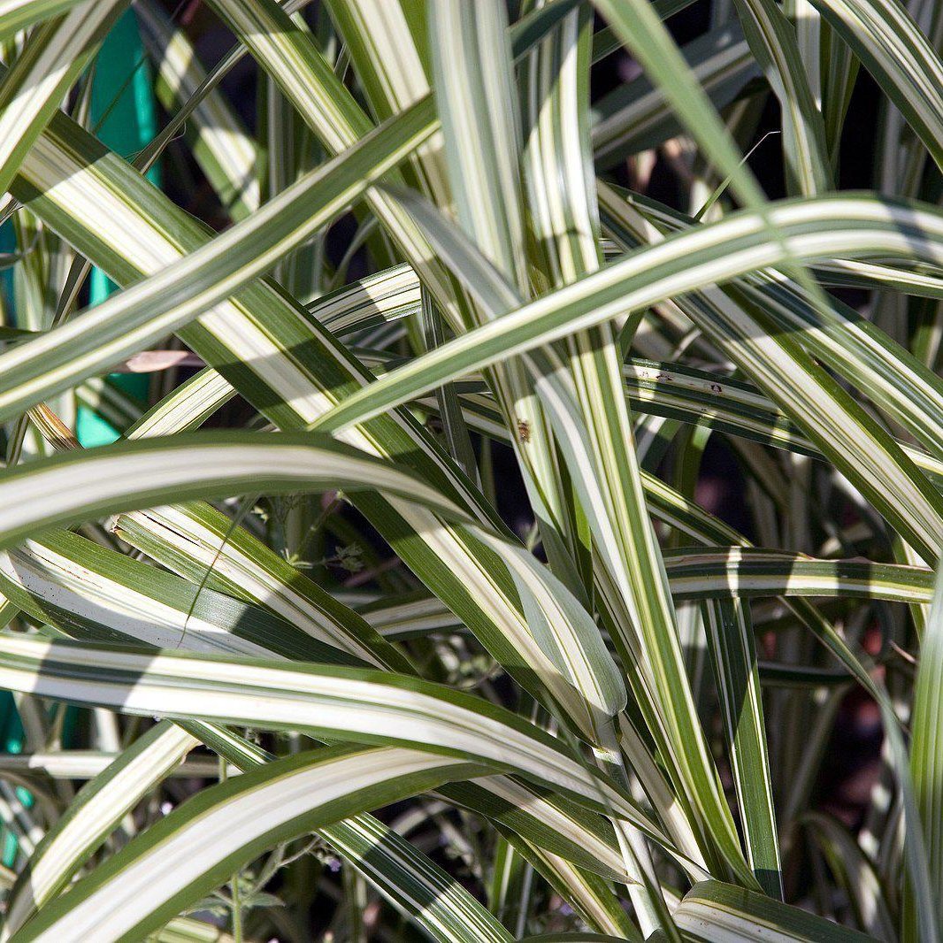 Miscanthus s. 'Caberet' ~ Cabaret Japanese Silver Grass - Delivered By ServeScape