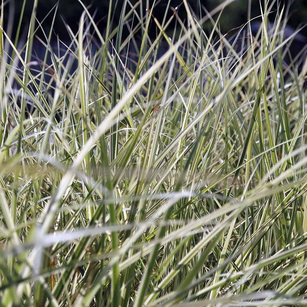 Miscanthus s. 'Dixieland' ~ Dwarf Variegated Maiden Grass - Delivered By ServeScape