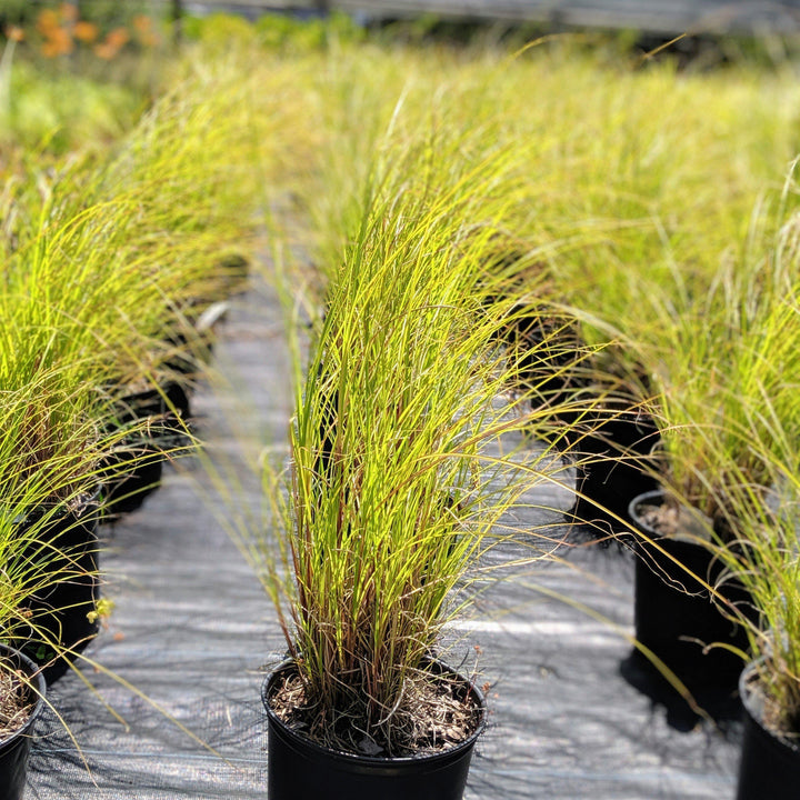 Miscanthus sinensis 'Gracillimus~ Maiden Grass - Delivered By ServeScape