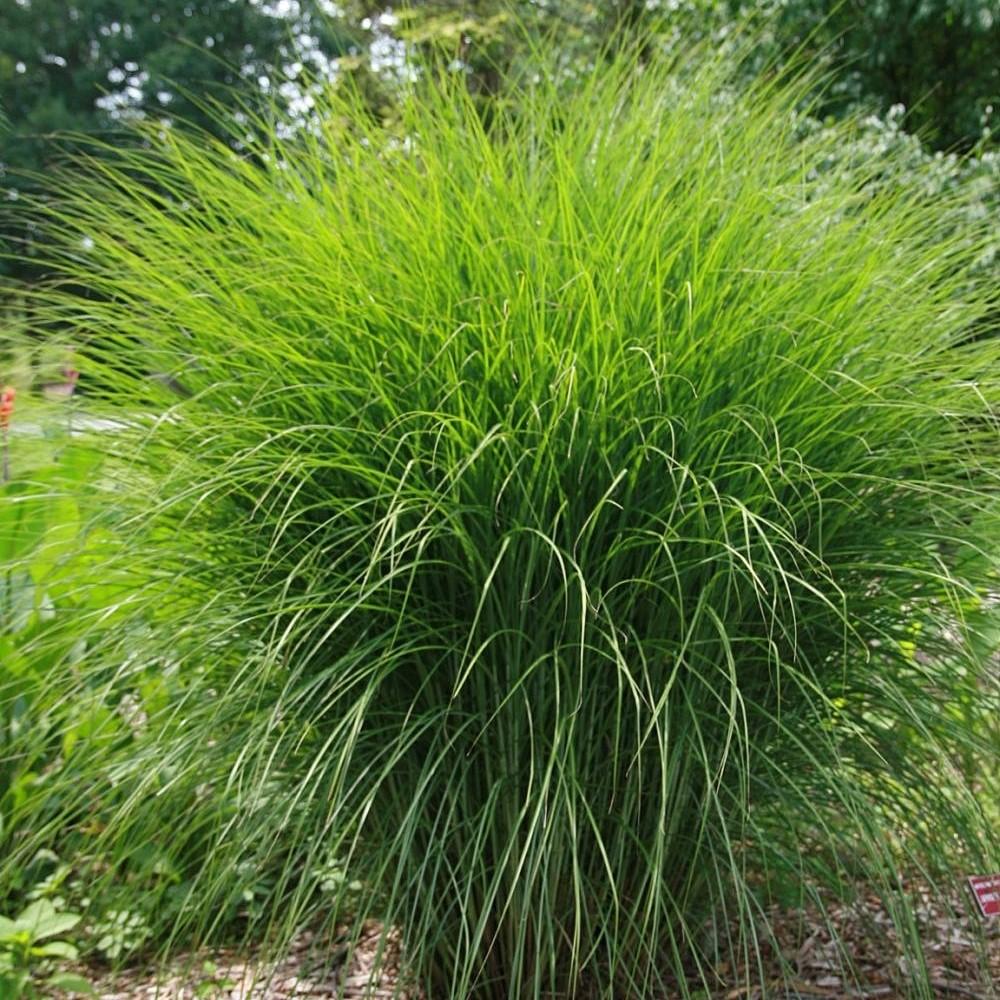 Miscanthus sinensis 'Gracillimus~ Maiden Grass - Delivered By ServeScape