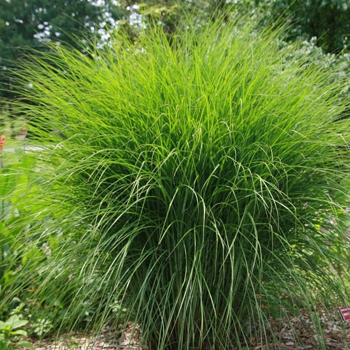 Miscanthus sinensis 'Gracillimus~ Maiden Grass - Delivered By ServeScape