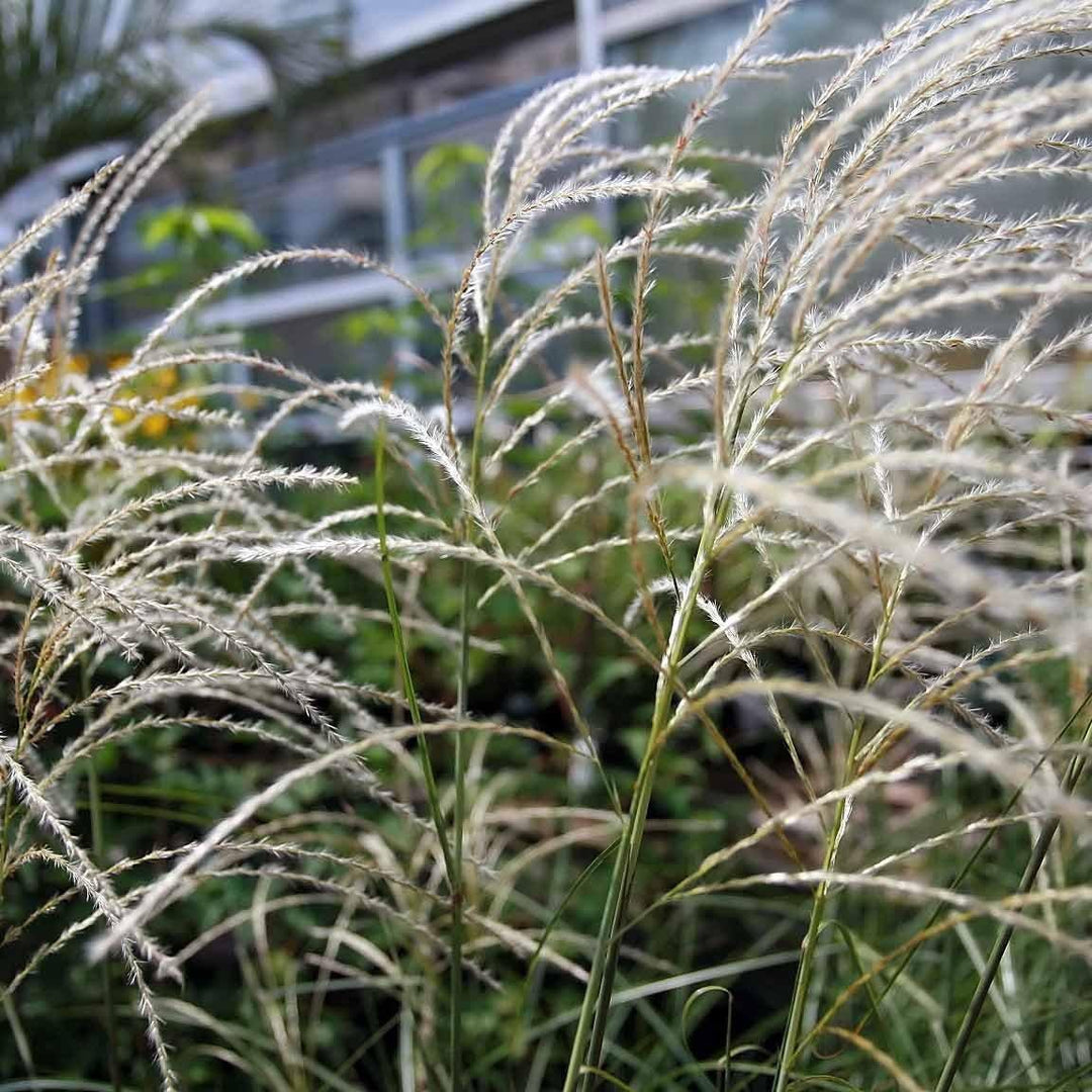 Miscanthus s. 'Graziella' ~ Graziella Maiden Grass - Delivered By ServeScape