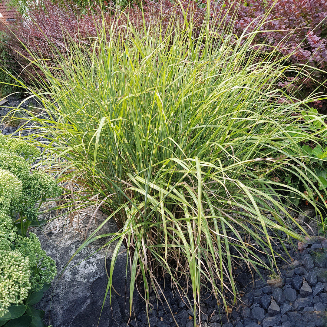 Miscanthus sinensis 'Little Kitten' ~ Dwarf Maiden Grass, Chinese Silver Grass - Delivered By ServeScape