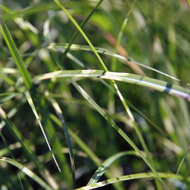 Miscanthus s. 'Little Zebra' ~ Little Zebra Maiden Grass - Delivered By ServeScape