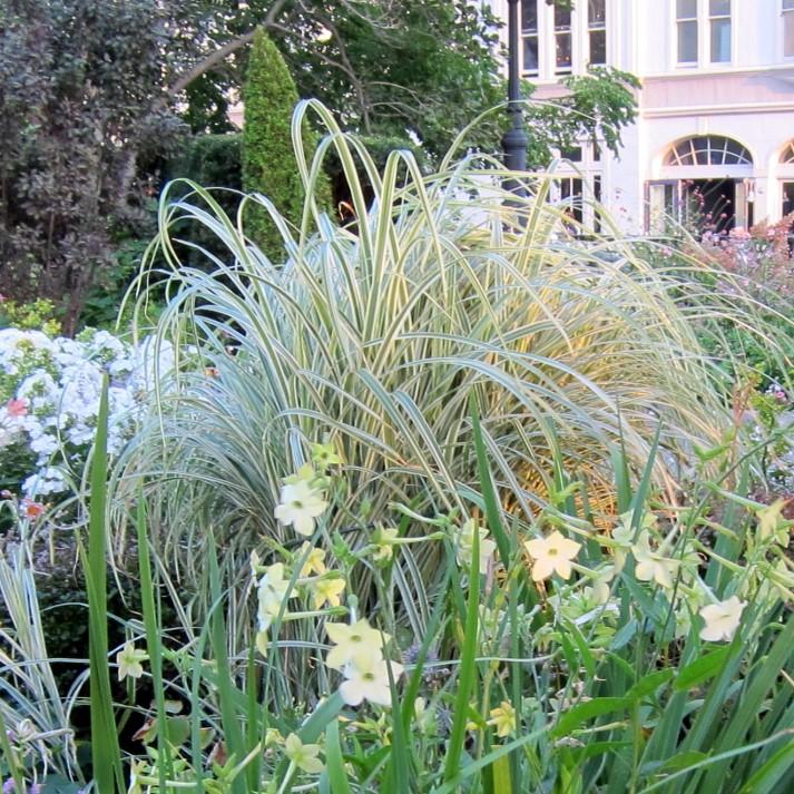 Miscanthus sinensis 'Variegatus' ~ Variegated Maiden Grass-ServeScape