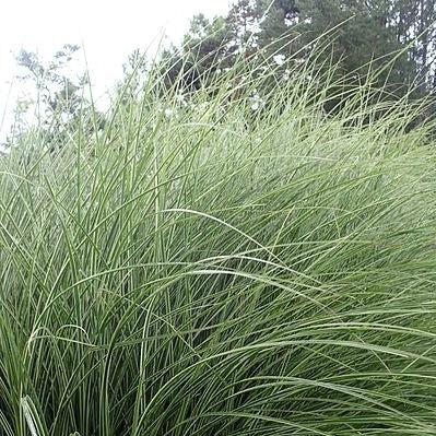 Miscanthus sinensis 'Morning Light' ~ Morning Light Maiden Grass-ServeScape