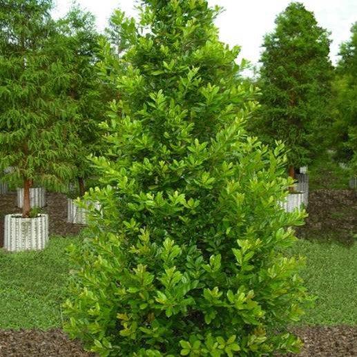 Ilex x attenuata ’IABOF’ ~ Miss Pryss® Holly-ServeScape