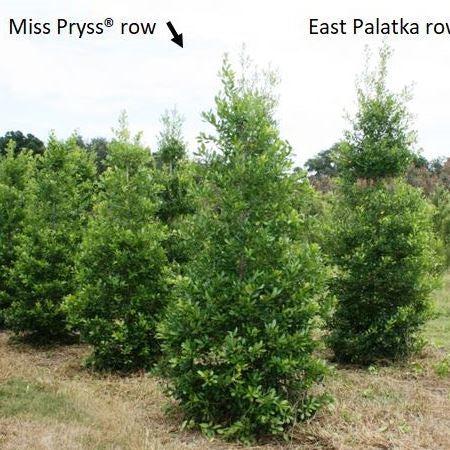Ilex x attenuata ’IABOF’ ~ Miss Pryss® Holly-ServeScape