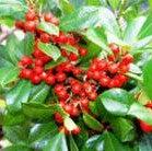 Ilex x attenuata ’IABOF’ ~ Miss Pryss® Holly-ServeScape