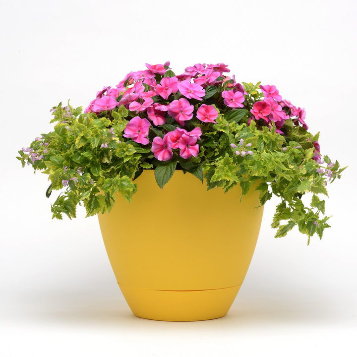 Impatiens hawkeri 'Balboufink' ~ Bounce™ Pink Flame Impatiens-ServeScape
