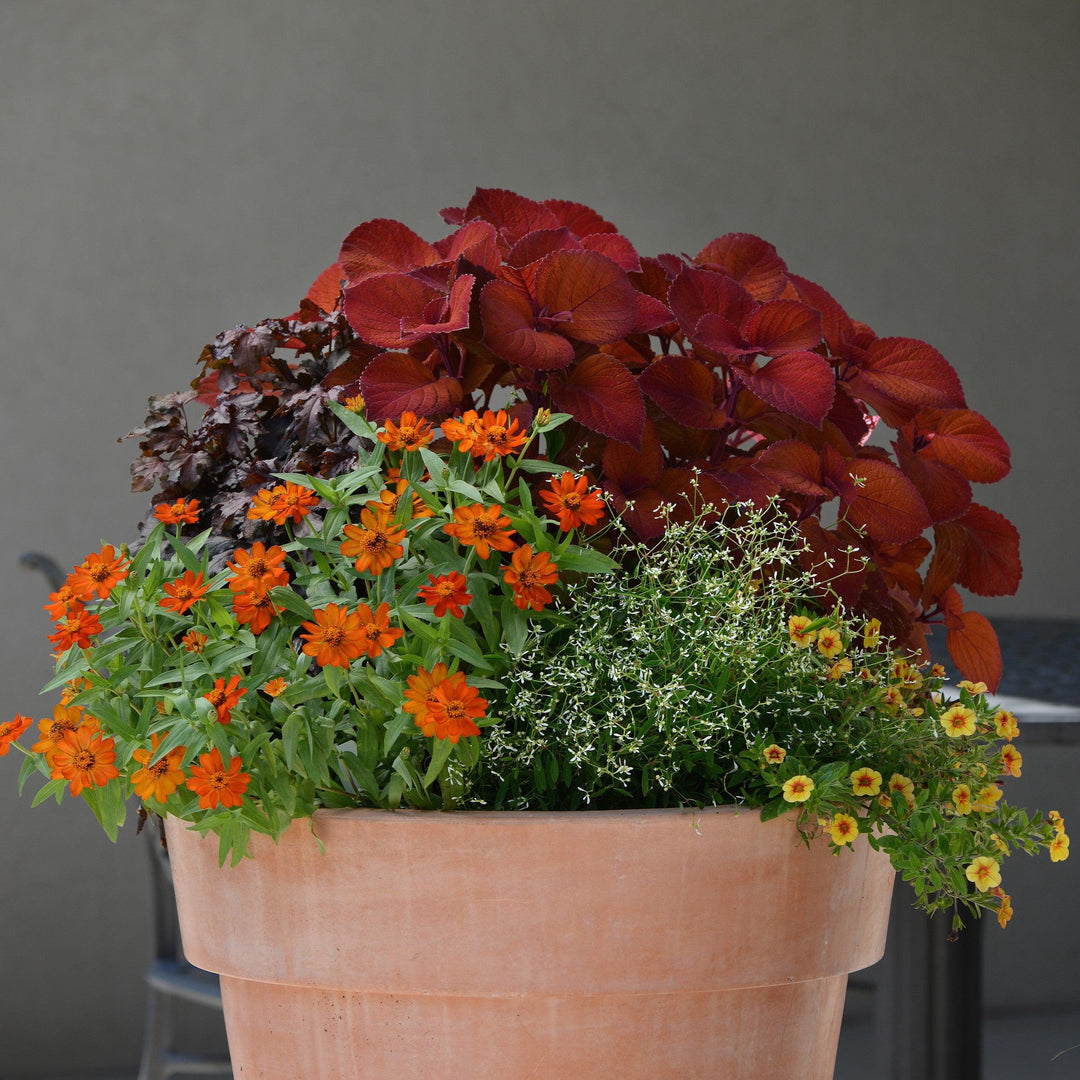 Solenostemon scutellarioides ‘UF12-22-1’ ~ Campfire Coleus-ServeScape