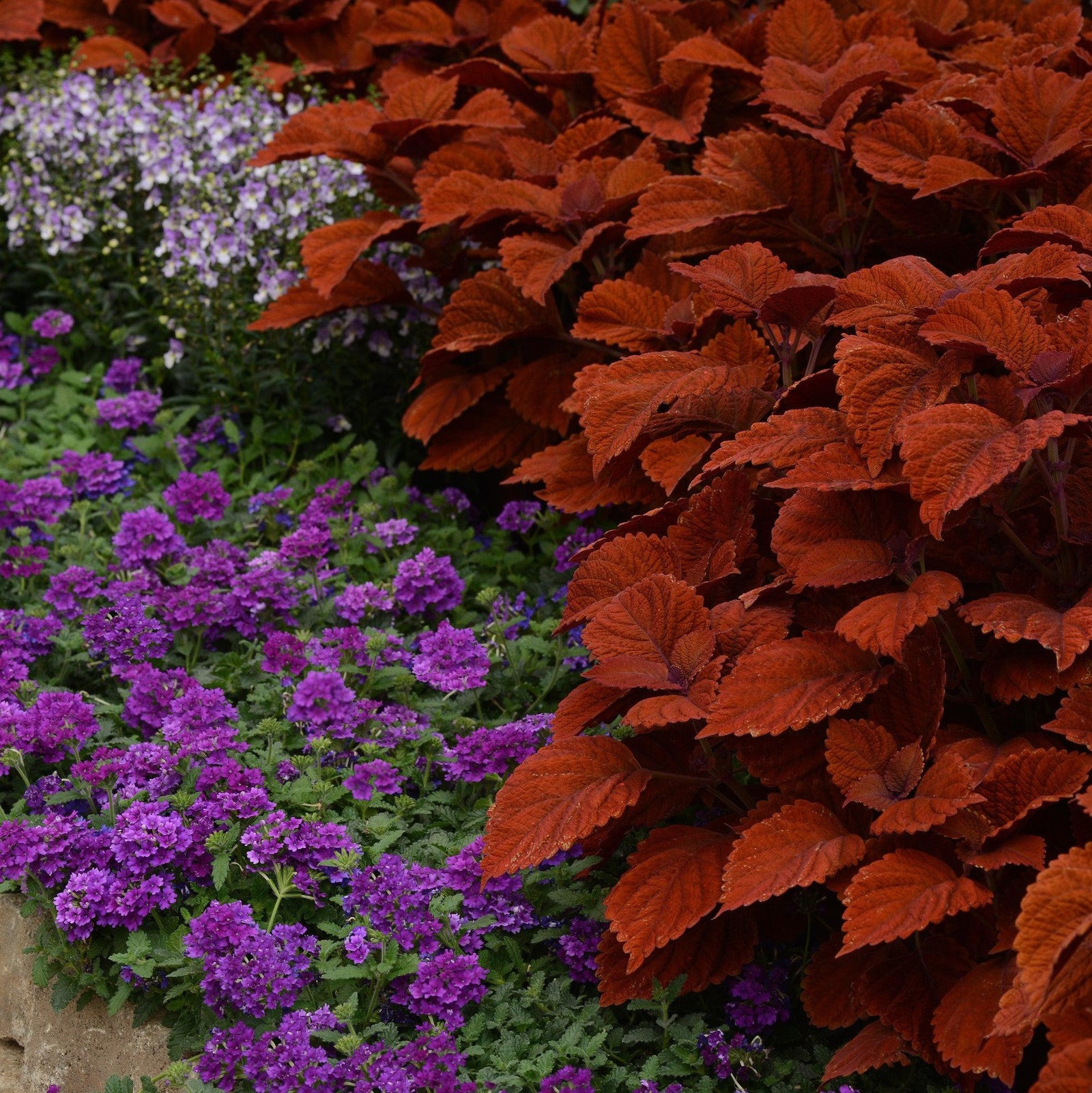 Solenostemon scutellarioides ‘UF13-26-7’ ~ Inferno Coleus-ServeScape