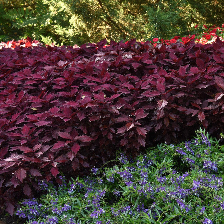 Solenostemon scutellarioides 'UF15-97-9’ ~ FlameThrower™ Salsa Rojo Coleus-ServeScape
