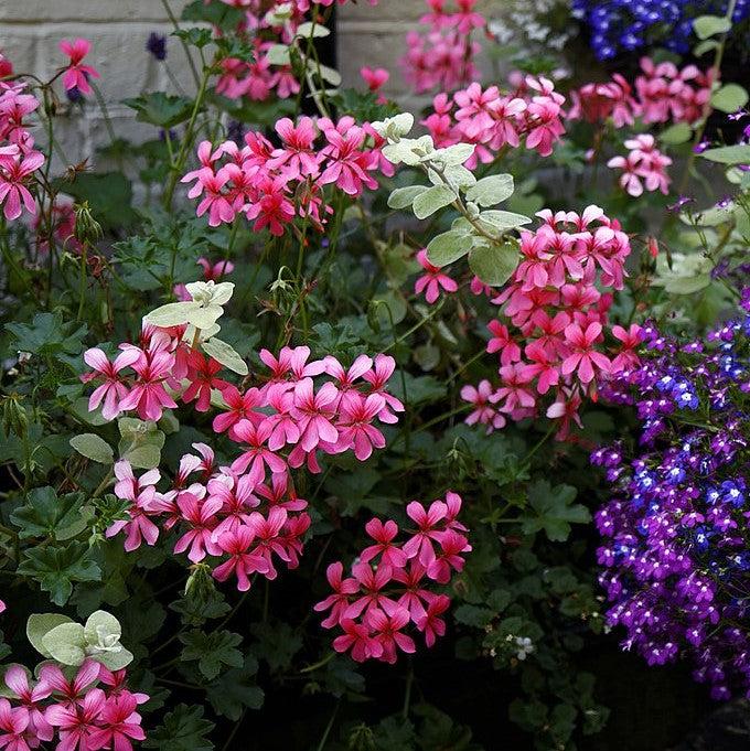 Pelargonium peltatum 'Blizzard Pink' ~ Blizzard® Pink Ivy Geranium-ServeScape