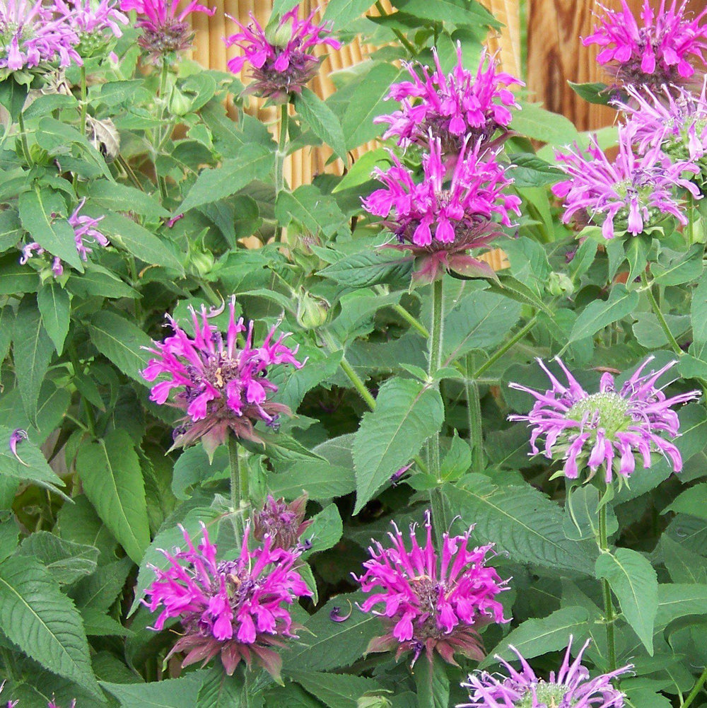 Monarda 'Bee-Free' ~ Bee-You™ Bee-Free Bee Balm-ServeScape