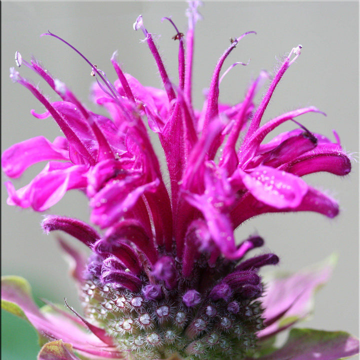 Monarda 'Bee-Free' ~ Bee-You™ Bee-Free Bee Balm-ServeScape