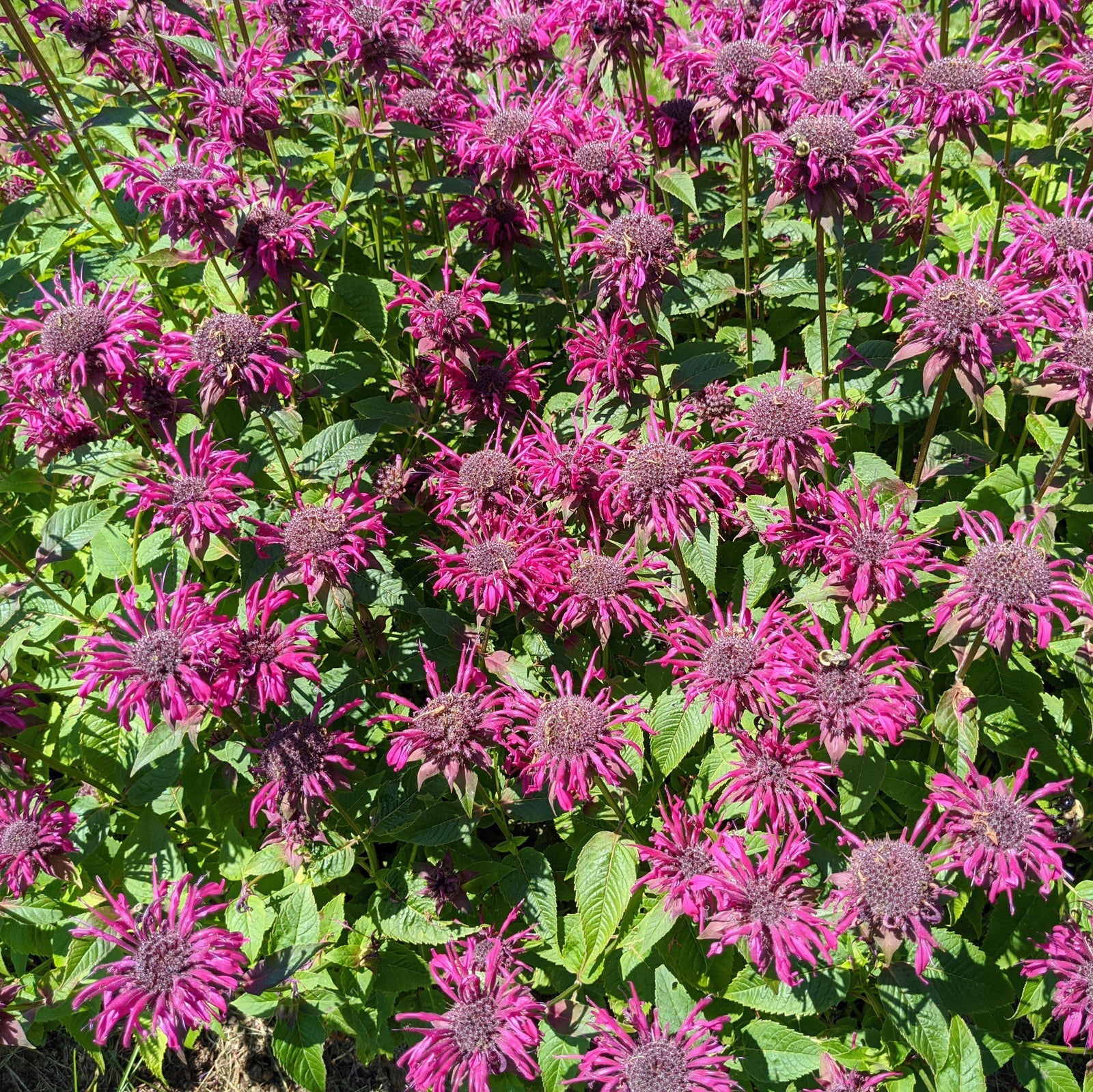 Monarda 'Bee-Free' ~ Bee-You™ Bee-Free Bee Balm-ServeScape