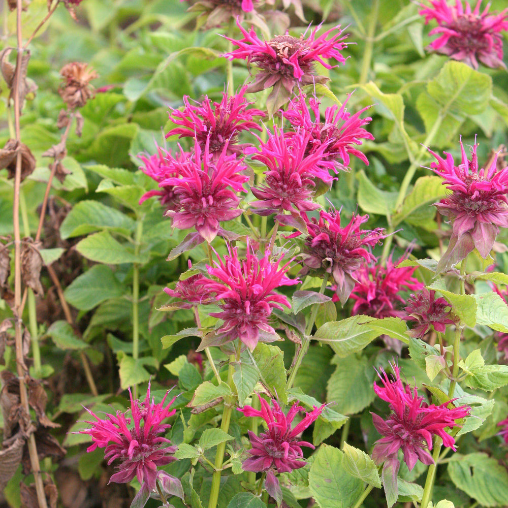 Monarda 'Bee-Merry' ~ Bee-You™ Bee-Merry Bee Balm-ServeScape