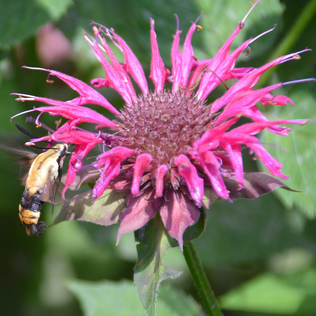 Monarda 'Bee-Merry' ~ Bee-You™ Bee-Merry Bee Balm-ServeScape
