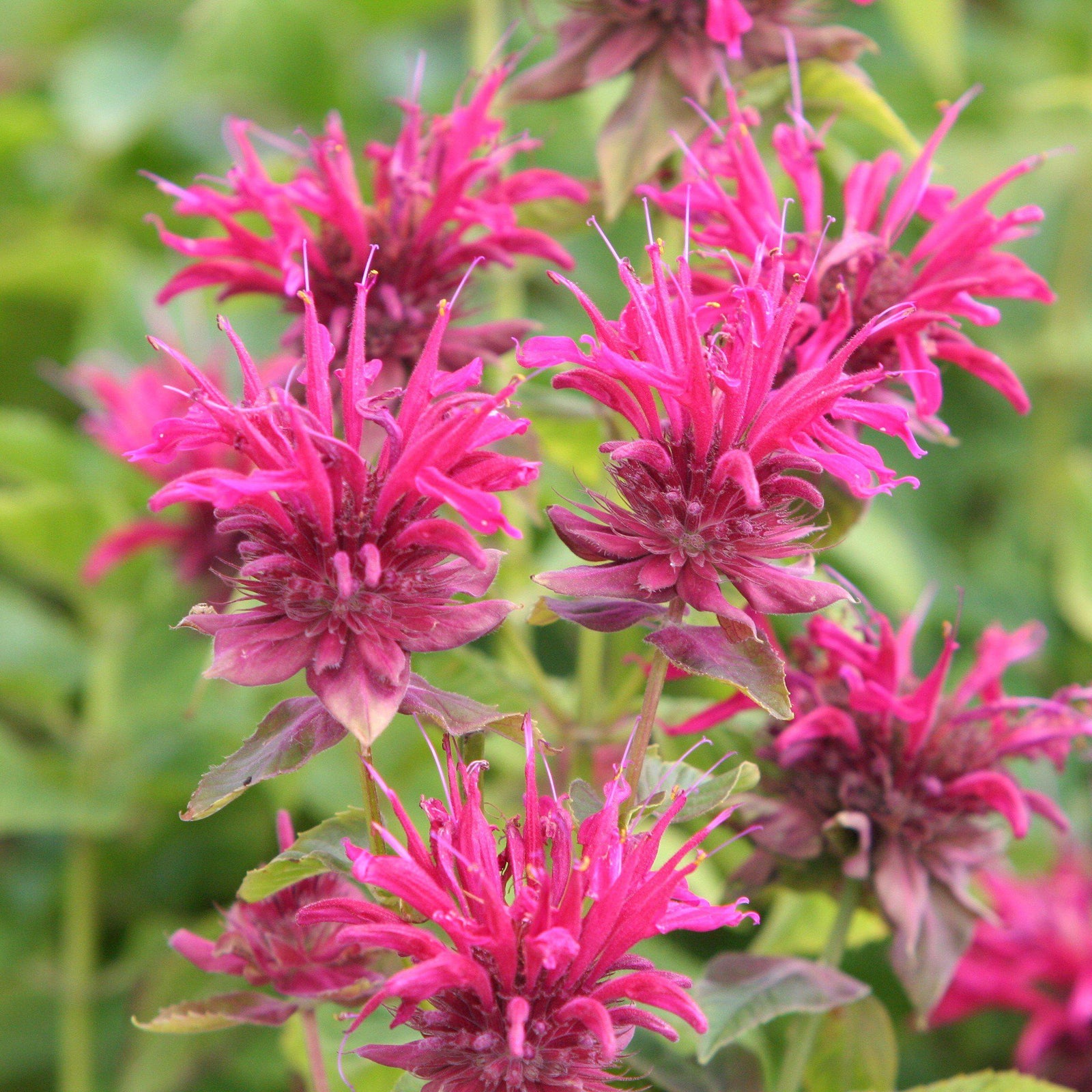 Monarda 'Bee-Merry' ~ Bee-You™ Bee-Merry Bee Balm-ServeScape