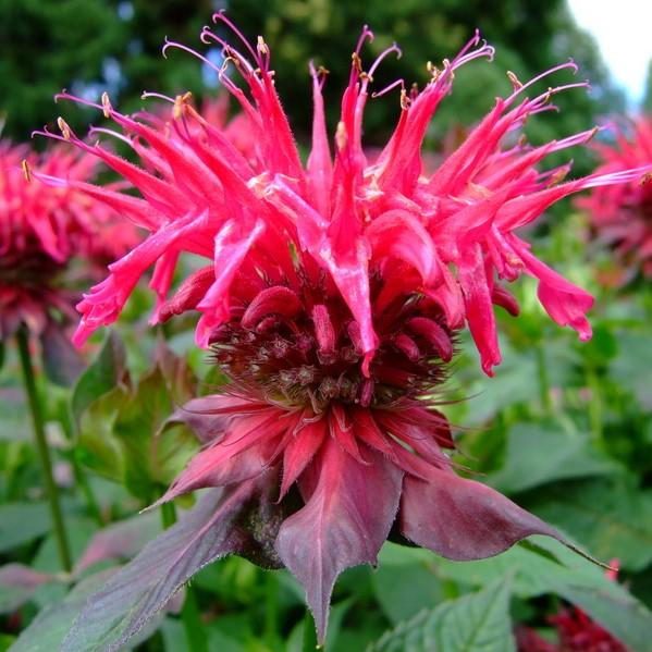 Monarda 'Cherry Pops' ~ Sugar Buzz® 'Cherry Pops' Bee Balm-ServeScape