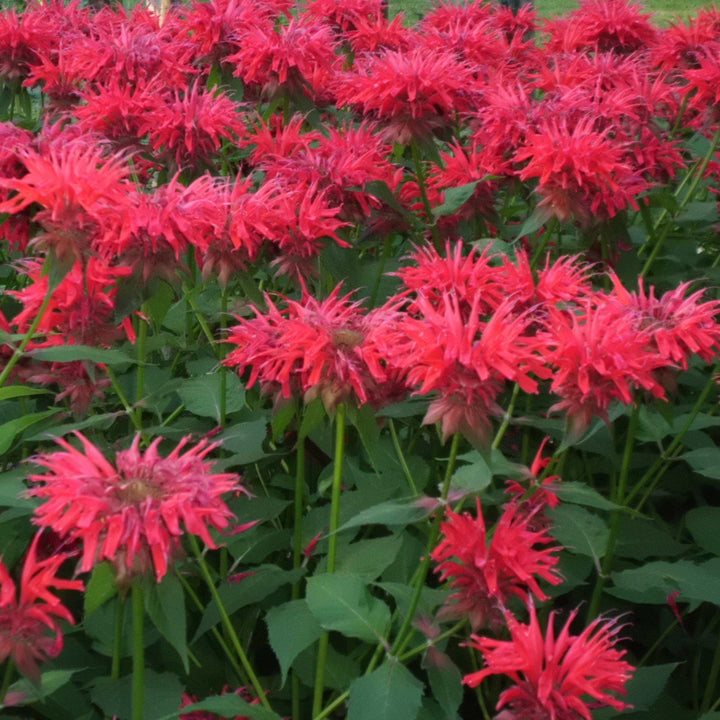 Monarda 'Cherry Pops' ~ Sugar Buzz® 'Cherry Pops' Bee Balm-ServeScape