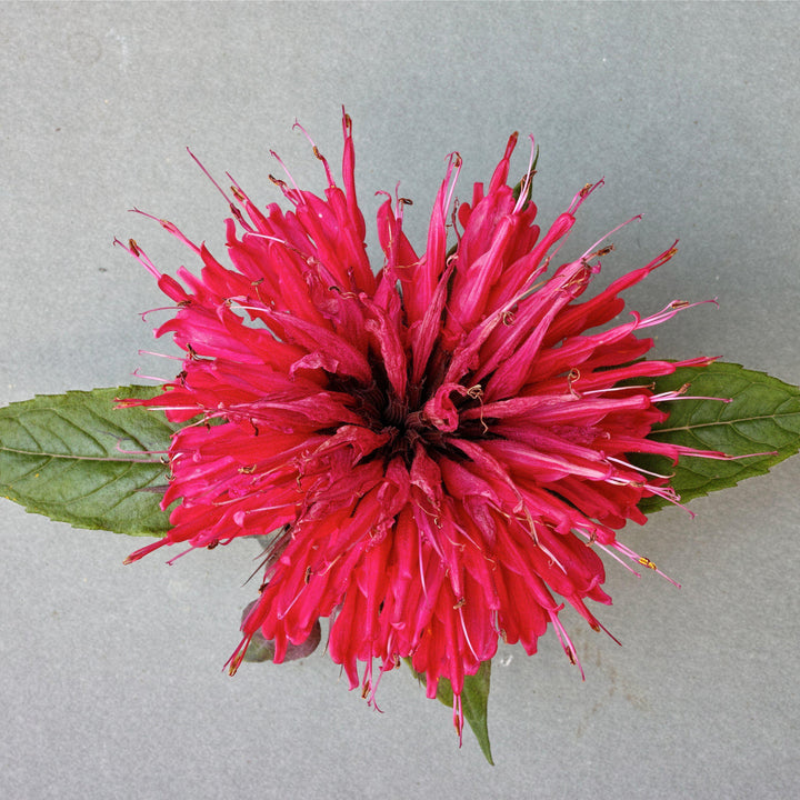 Monarda 'Cherry Pops' ~ Sugar Buzz® 'Cherry Pops' Bee Balm-ServeScape