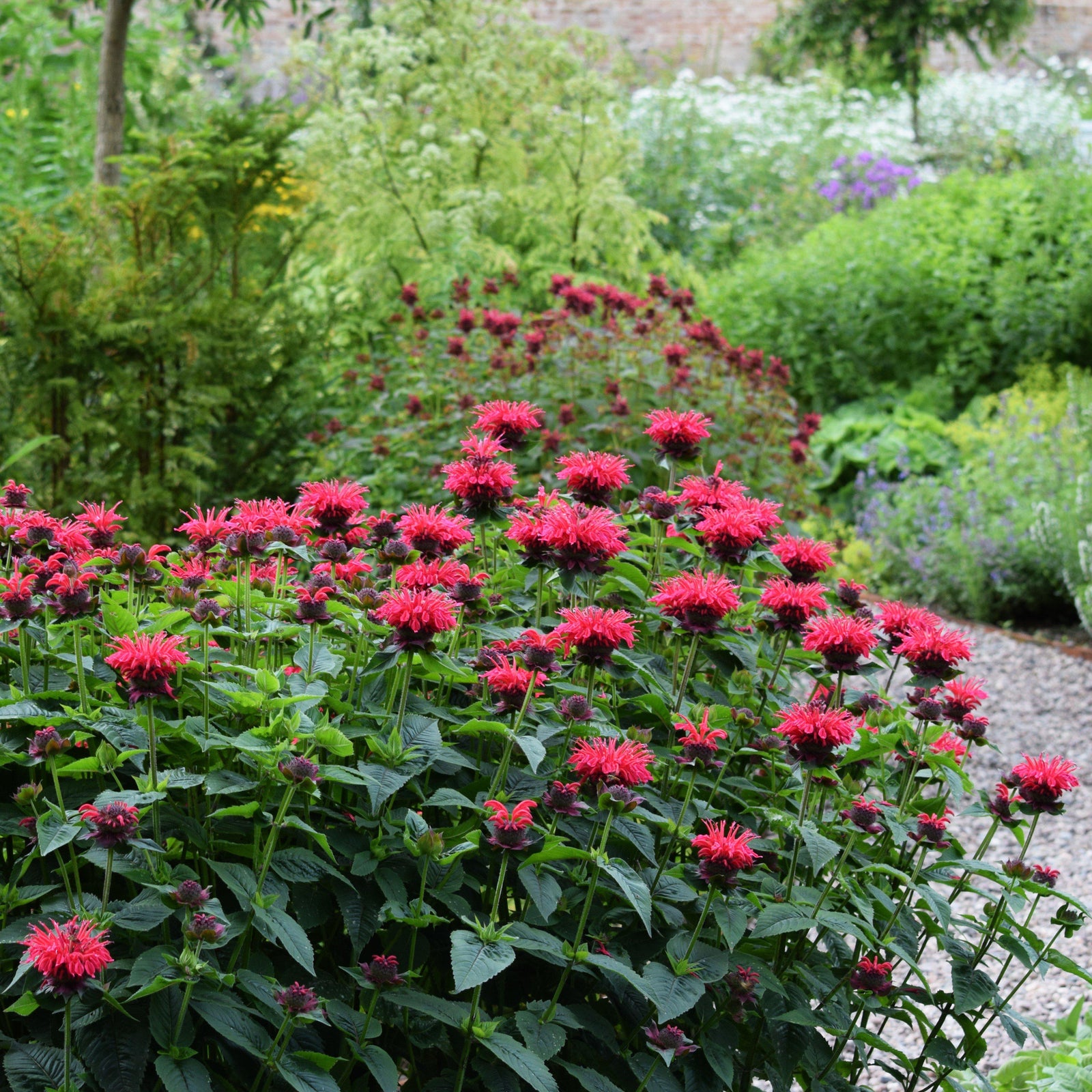 Monarda 'Cherry Pops' ~ Sugar Buzz® 'Cherry Pops' Bee Balm-ServeScape