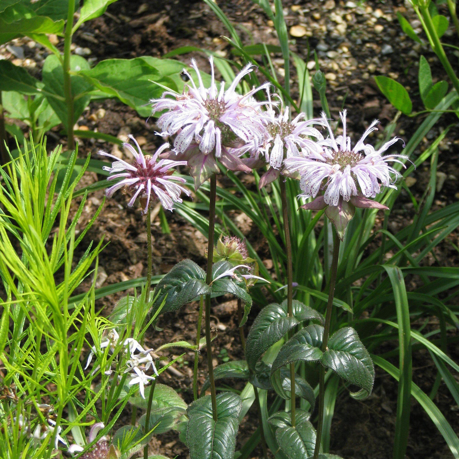 Monarda bradburiana ~ Eastern Bee Balm-ServeScape