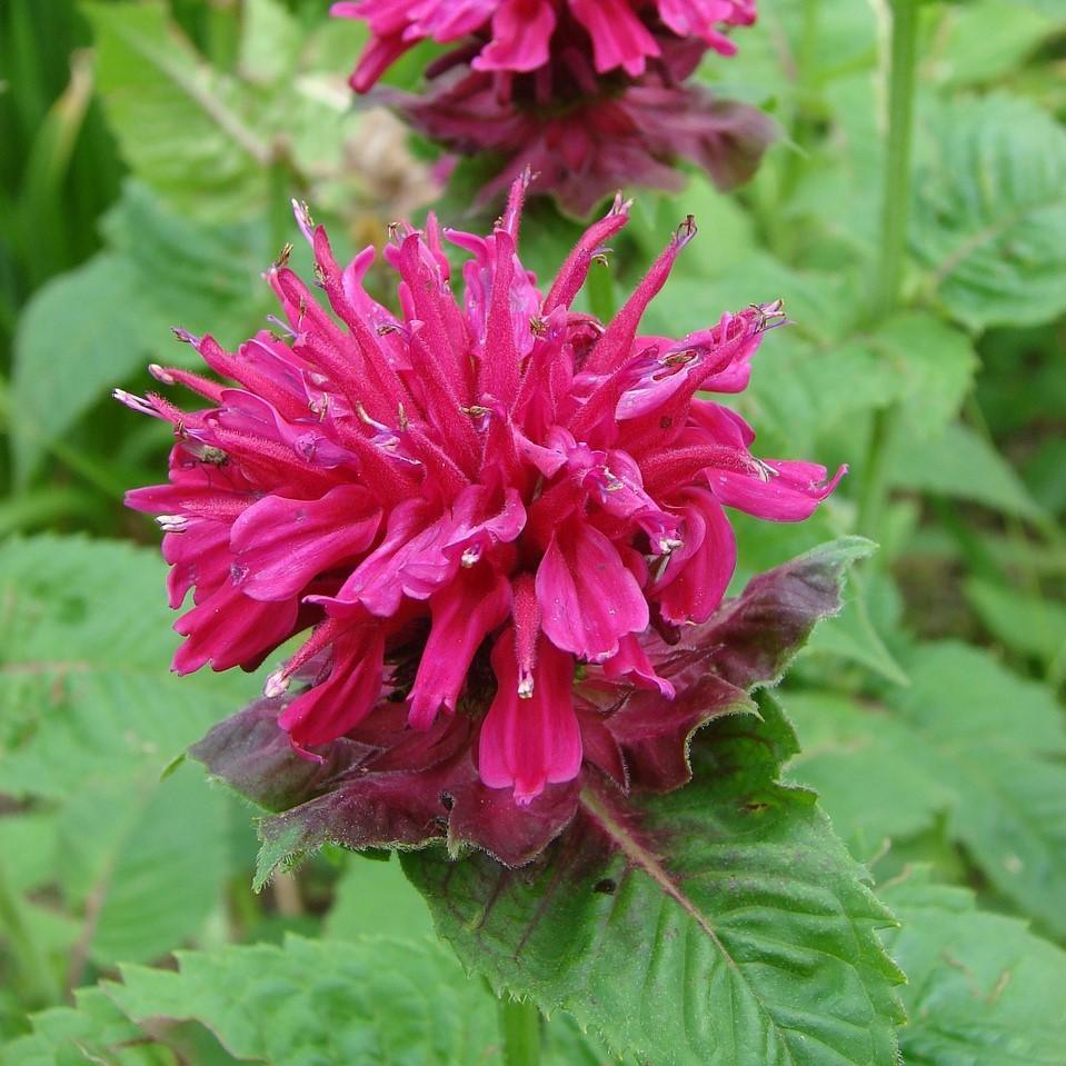 Monarda didyma 'Balbalmose' ~ Balmy™ Rose Bee Balm-ServeScape