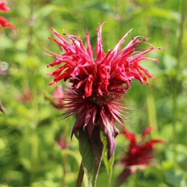 Monarda didyma ~ Bee Balm - Delivered By ServeScape