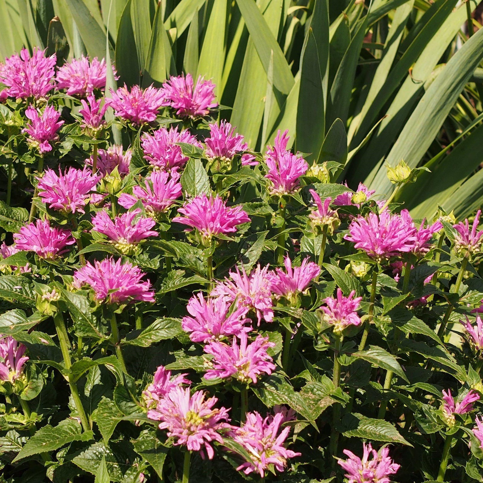 Monarda didyma 'Petite Delight' ~ Petite Delight Bergamot - Delivered By ServeScape
