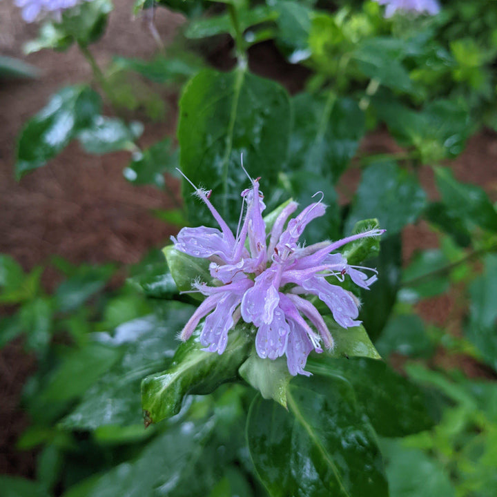 Monarda fistulosa ~ Wild Bergamot-ServeScape