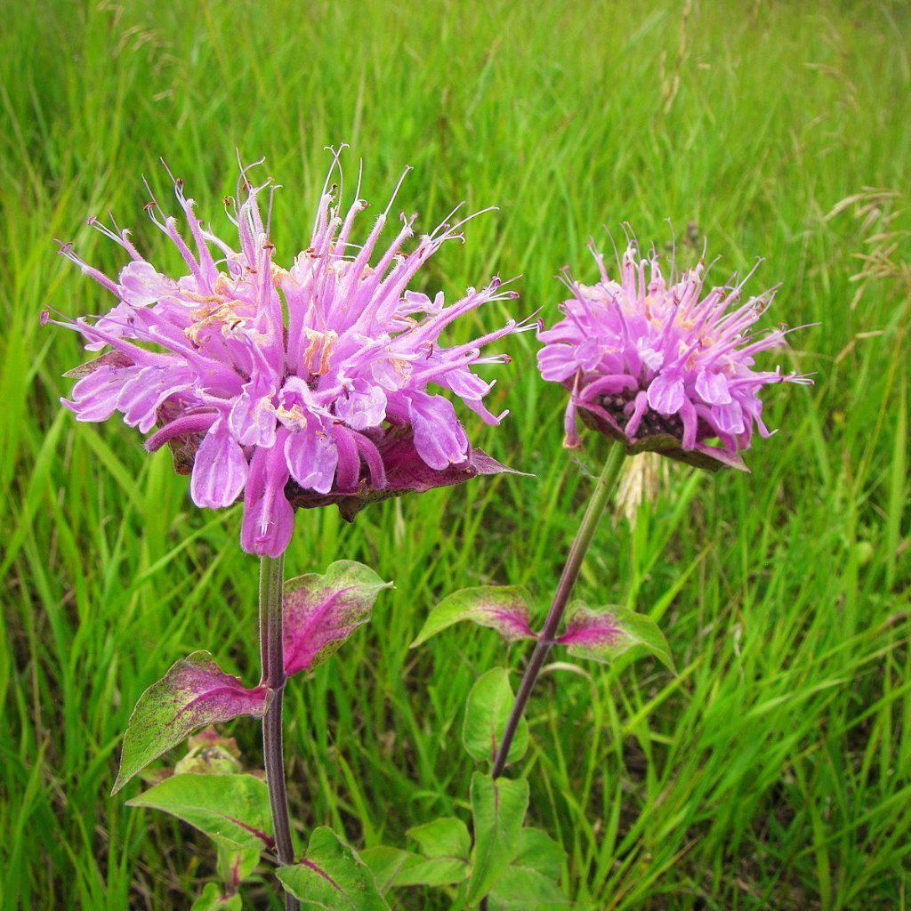 Monarda fistulosa ~ Wild Bergamot - Delivered By ServeScape