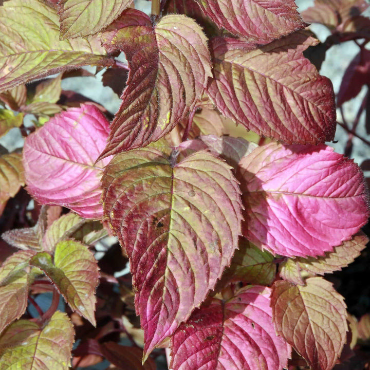 Monarda x 'Raspberry Wine' ~ Raspberry Wine Bee Balm-ServeScape