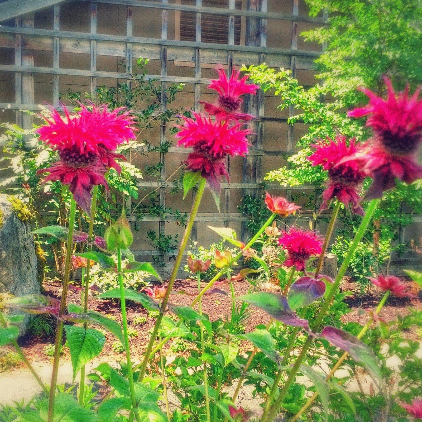 Monarda x 'Raspberry Wine' ~ Raspberry Wine Bee Balm-ServeScape