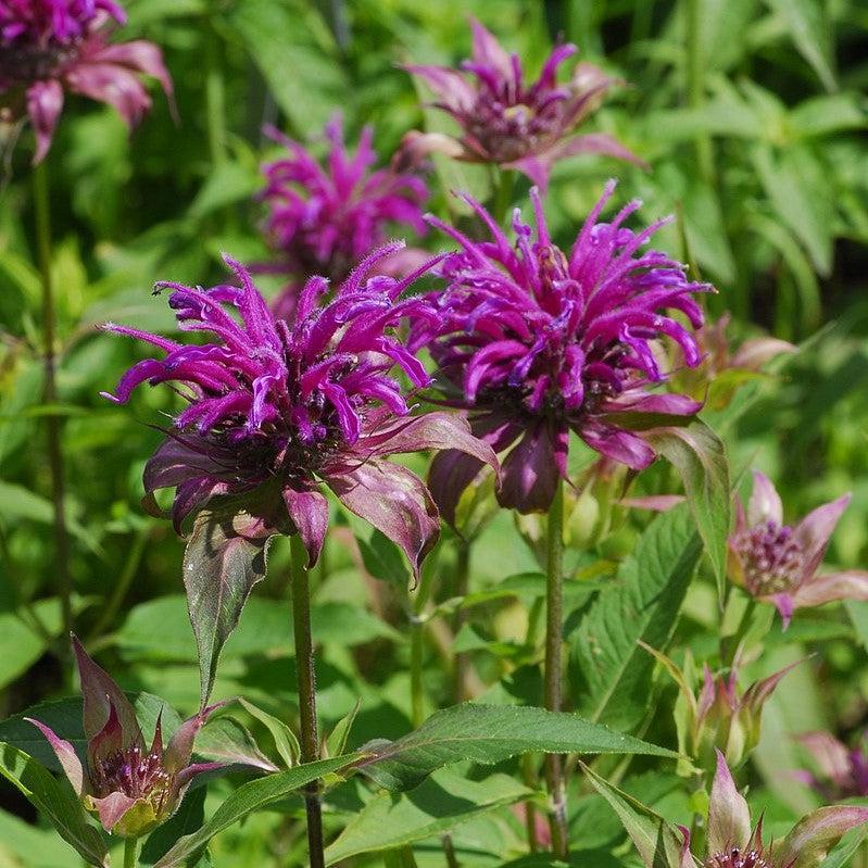 Monarda didyma 'Balbalmac' PP #26,594 ~ Balmy™ Lilac Bee Balm-ServeScape