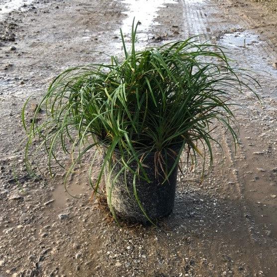 Ophiopogon japonicus ~ Mondo Grass-ServeScape