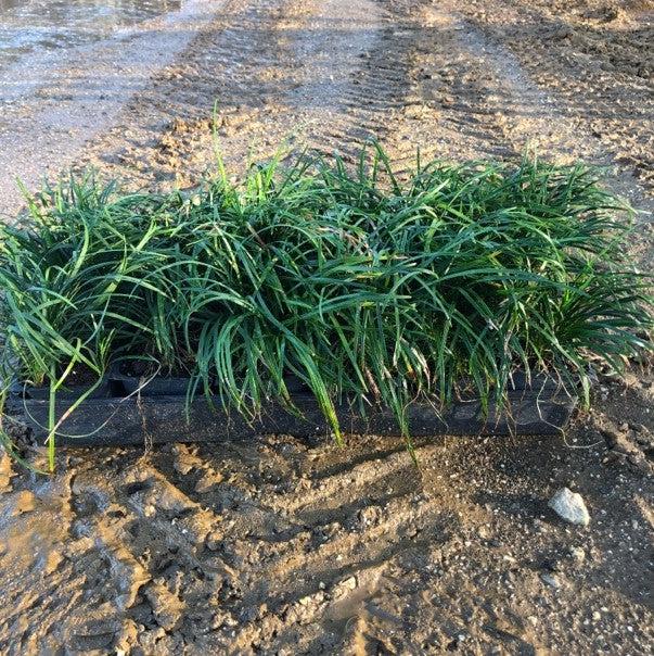 Ophiopogon japonicus ~ Mondo Grass-ServeScape