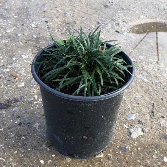 Ophiopogon japonicus 'Nanus' ~ Dwarf Mondo Grass-ServeScape