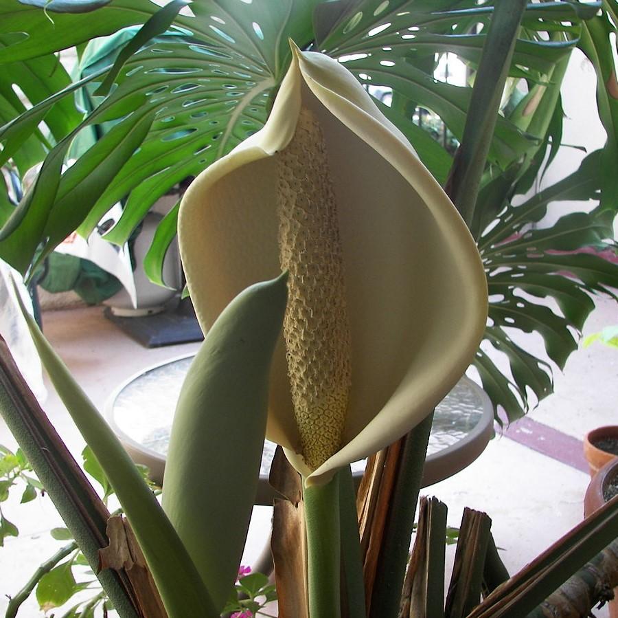 Monstera deliciosa ~ Swiss-cheese Plant-ServeScape